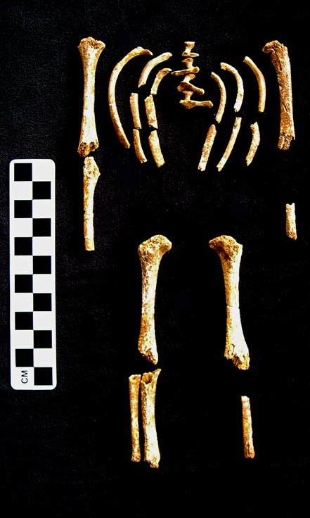 Infant Bones