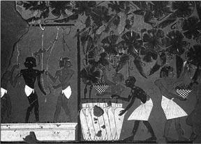 Tomb of Apy Vinyard scene copy