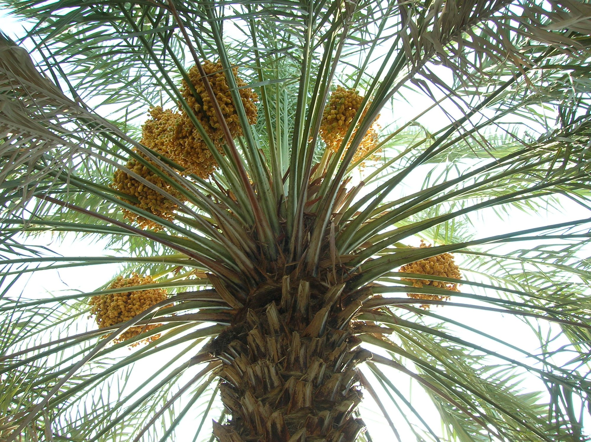 ILL3 Date palm tree with dates
