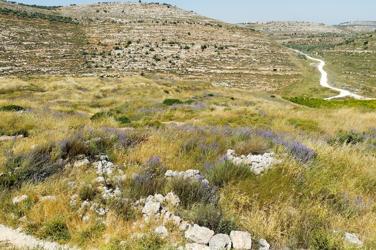 Shiloh ruins from south bibleplaces