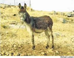 THEMANGER image 1